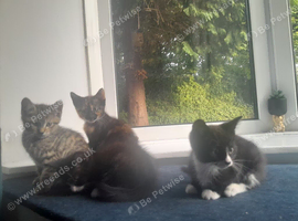 4 kittens ready for adoption
