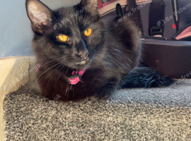 Pretty Mavis