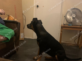 6 month old German pinscher