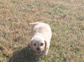 Fluffy Cavalier King Charles &times;  Jackapoo Puppies for Sale