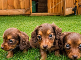 Choc&Tan Long Hair Dachshunds