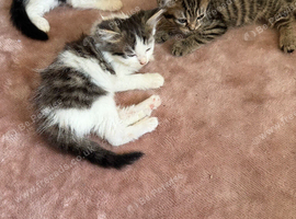 Beautiful kittens 8 weeks