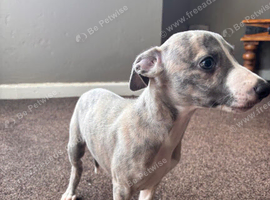 Whippet pups for sale