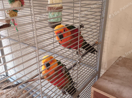 Pair of jenday conures