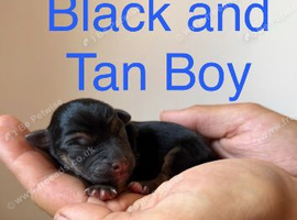 Beautiful Jack Russell puppies