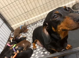 Dachshund puppies