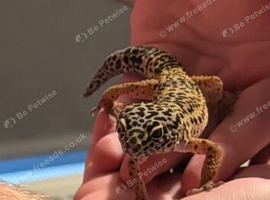 Leopard gecko