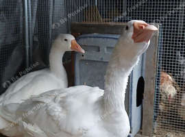 1 pair of geese emblem x sizzlepoot