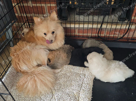 2 pomeranian boys