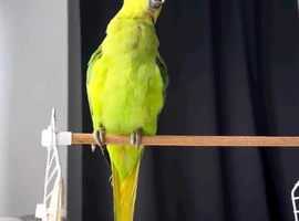 Baby ring neck talking parrot