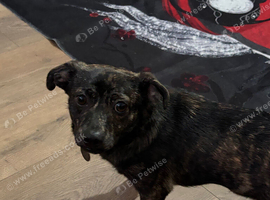 Jack Russell cross for rehoming