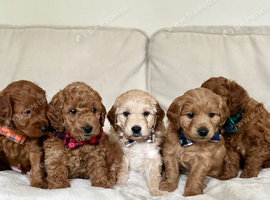 Small F1b Mini/Toy Goldendoodle Puppies - WAITING LIST