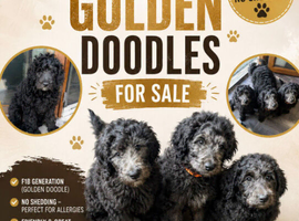 F1B  Rare black standard Goldendoodle puppies in North Wales