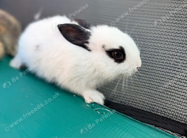 Bunnies