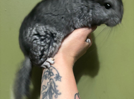 Ebony male chinchilla kit