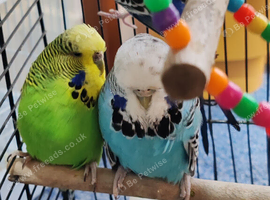Budgies 6 months, 18 months, 24 months