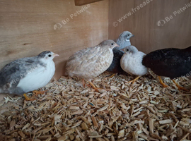 Mixed Chinese Painted Quail