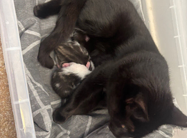 Three kittens for sale