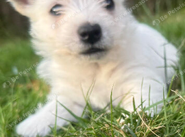 West Highland Terrier Puppies
