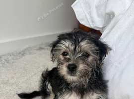 Yorkshire terrier puppy for sale