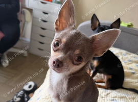 4 Beautiful Chihuahua Puppies!