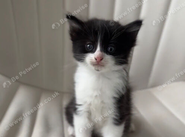 Kittens