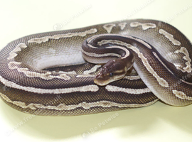 For sale Royal python