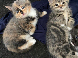 Have 2 fur baby&rsquo;s looking for there forever home