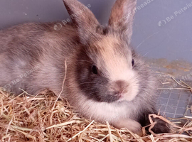 Lionhead cross mini lop babies
