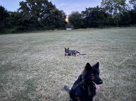 German shepherd