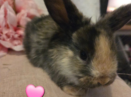 Baby mini lops available from end of May