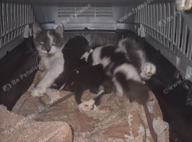 4 Beautiful kittens