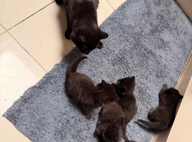 6 kittens