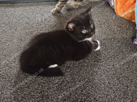 Siberian cross domestic short hair
