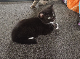 Siberian cross domestic shorthair kittens