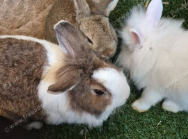 Rabbits for rehoming