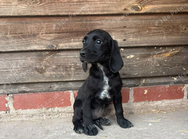 Cocker x labs puppies