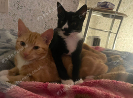 2 kittens