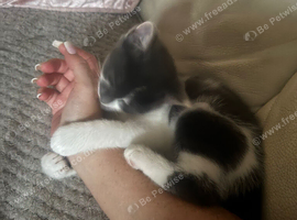 Kittens 11 weeks old