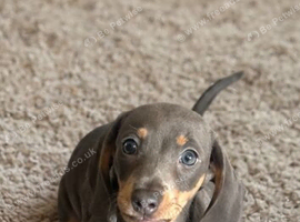 Dashound puppie boy