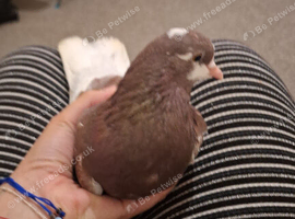 Female pigeon