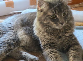 Stunning Silver Maine Coon Kitten Male