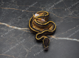 Pastel piebald