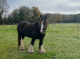Stunning cob mare