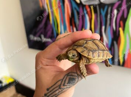Full tortoise house set up Baby Greek tortoises August 2026