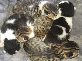 Kittens for sale East london