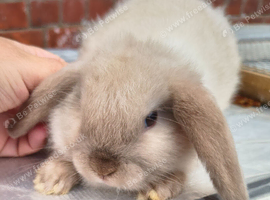 Chocolate point mini lop girl 8 weeks old