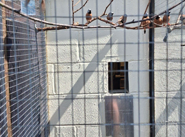 Parson finches for sale