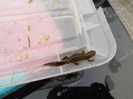Italian Alpine Newt for sale