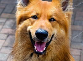 Rambo
